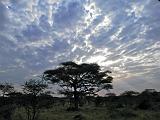 TANZANIA - Serengeti National Park - Alba - 1